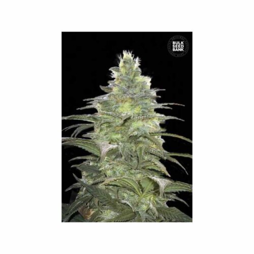 Feminiziran Blueberry Berry