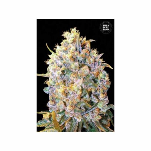 Feminizirana Bigger Bud