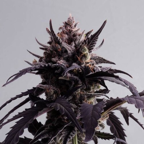 Ginger Punch Auto