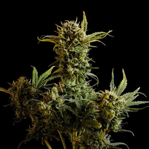 Gnomo Auto