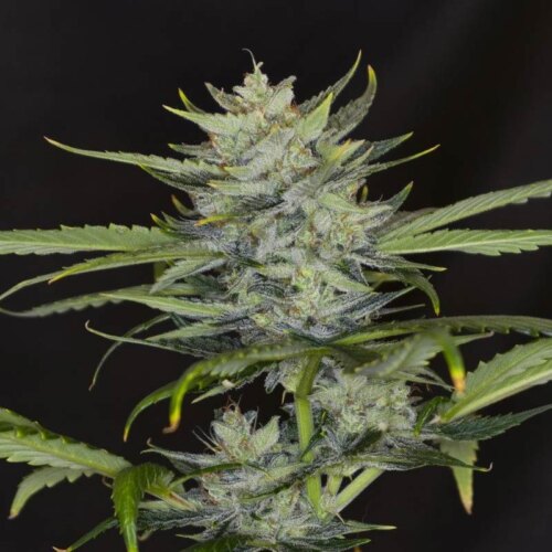 Gorilla King Auto