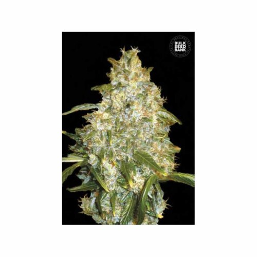 Auto Good Wild Shark