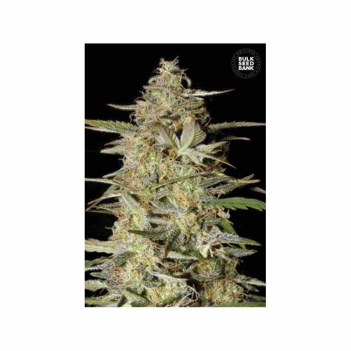 Auto Hindu Kush