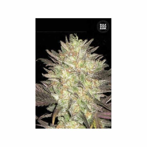 Auto Lavender Best