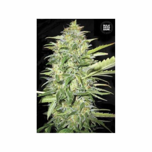 Auto Lime Skunk