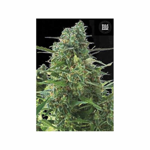 Auto NBA Diesel