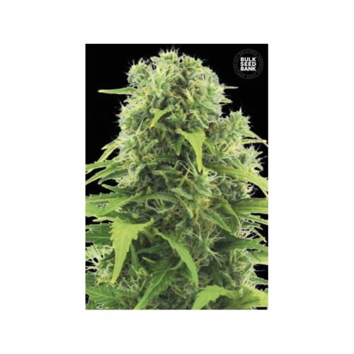 Auto Northern Light