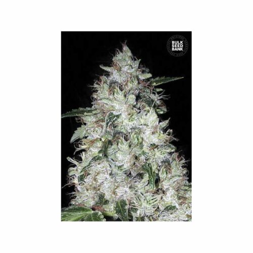 Auto OG Kush