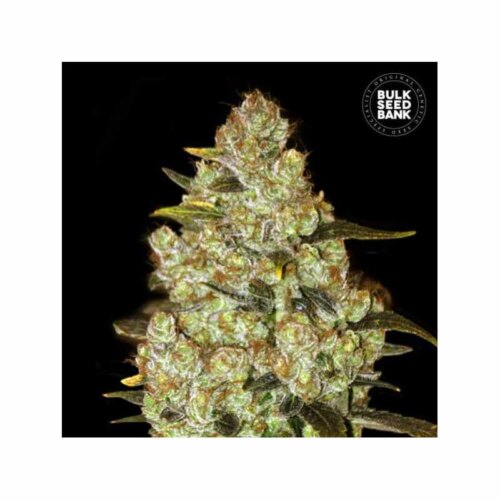 Auto Psychedelic