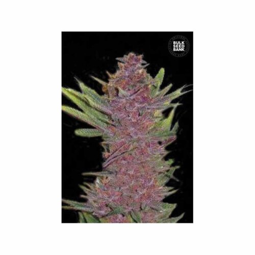 Auto Purple Glam Kush