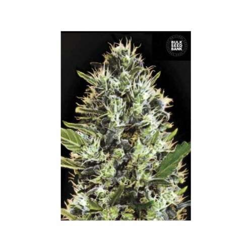 Auto Somango