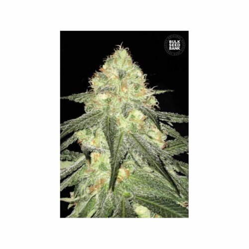 Auto Sour Diesel