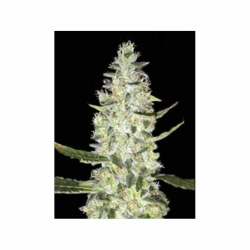 Auto Special Skunk