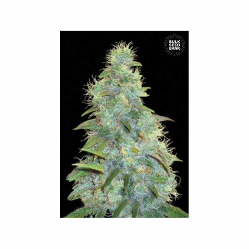 Auto Sweet Tooth