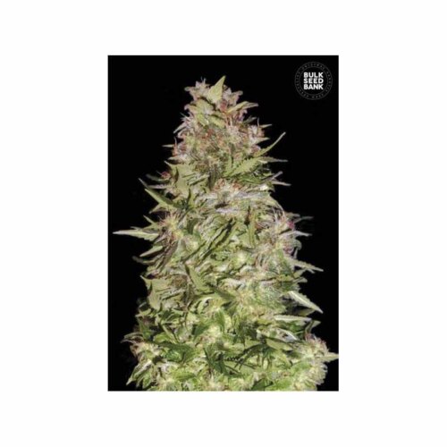 Auto White Prussian