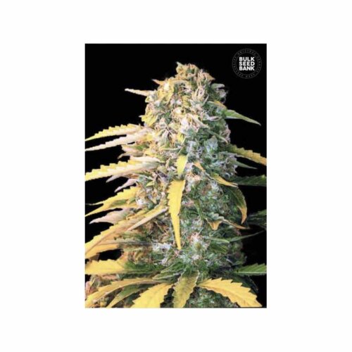 Auto White Widow