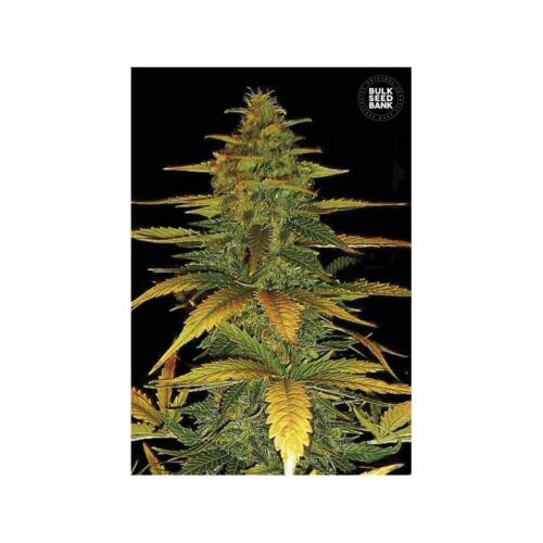 Auto Wild Dwarf