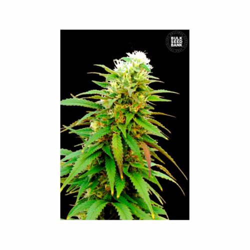 Auto Zkittly ZI ZI