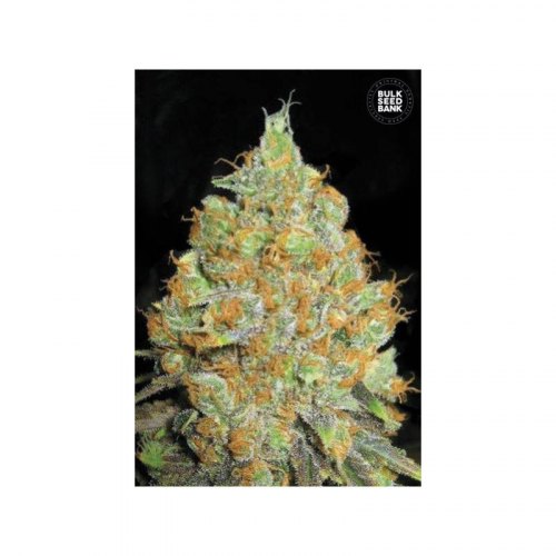 Fem Critical Mass