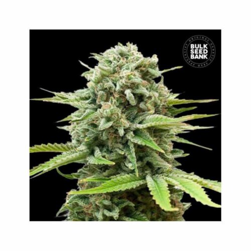 auto Guerilla Glue