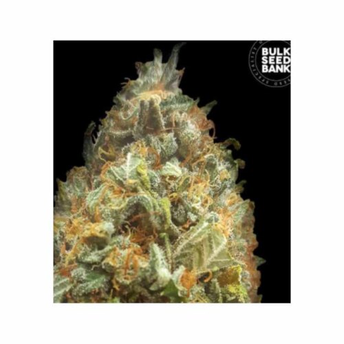 auto original orange bud