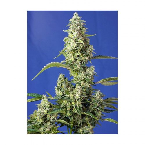 gorilla girl xl auto