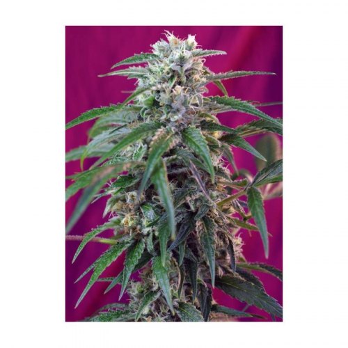 green poison auto