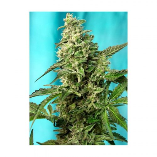 green poison f1 fast