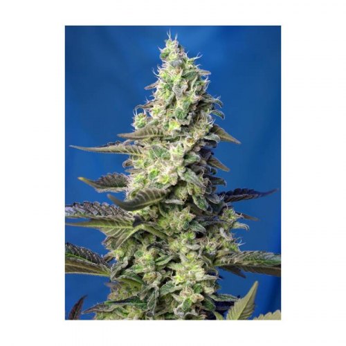 green poison xl auto