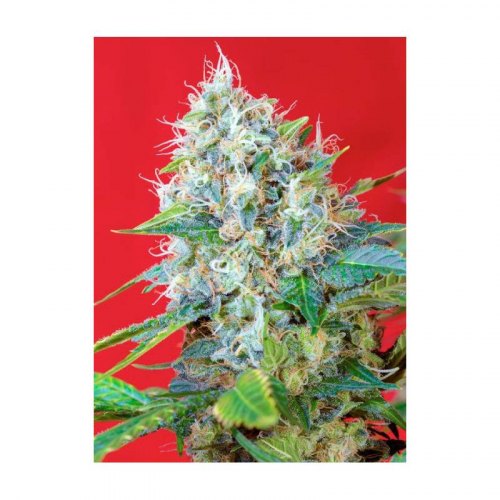 green poison