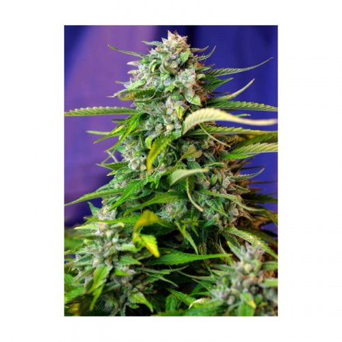jack 47 auto