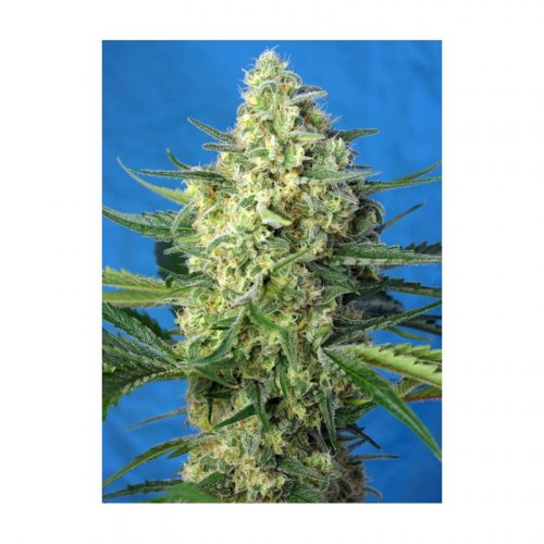 jack 47 xl auto