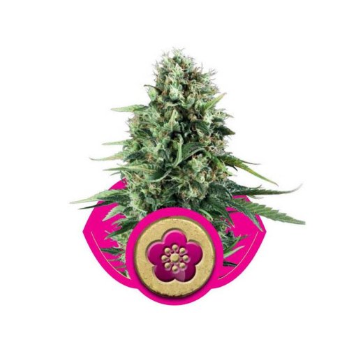 Power flower