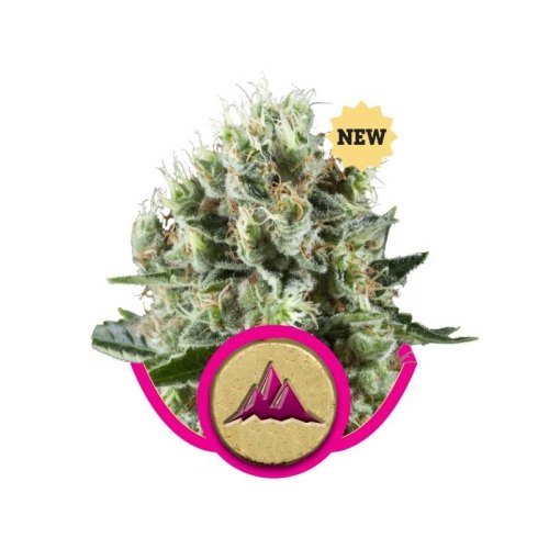 critical kush