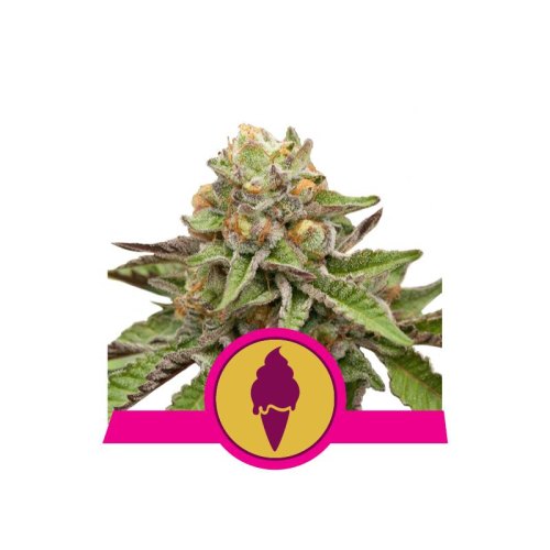 green gelato