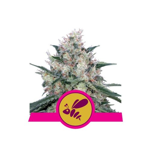 honey cream fast flowering