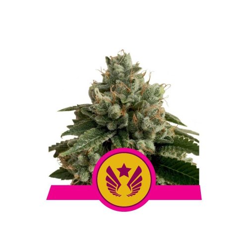 legendary OG punch