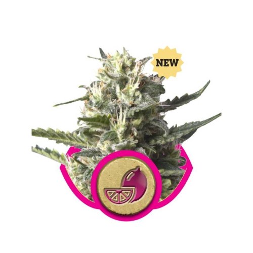 lemon haze