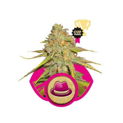 og kush