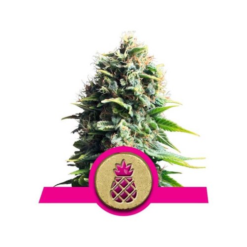 pineapple kush