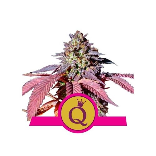 purple queen