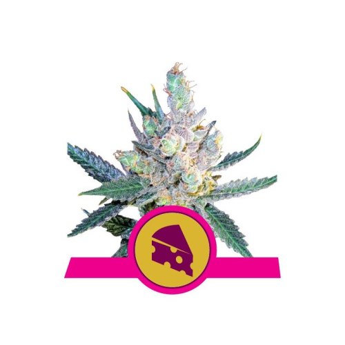 royal cheese fast flowering