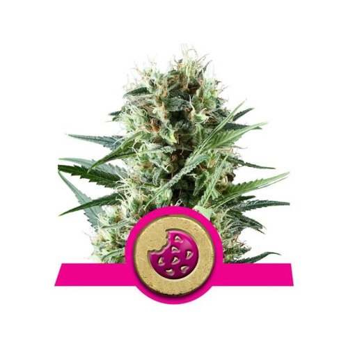 royal cookie