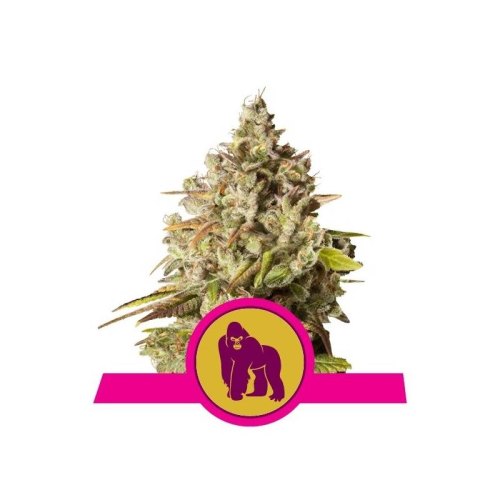 royal gorilla