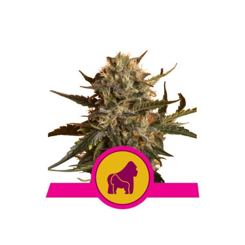 royal madre
