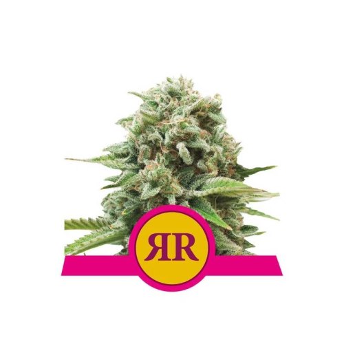 rqs royal runtz