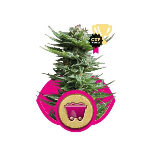 shining silver haze