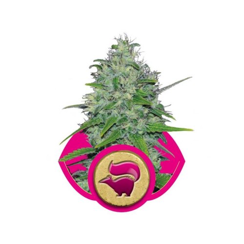 skunk xl