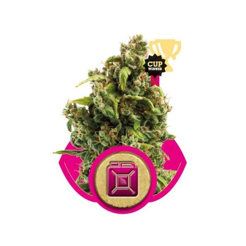 sour diesel
