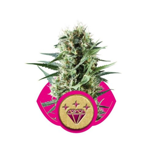 special kush